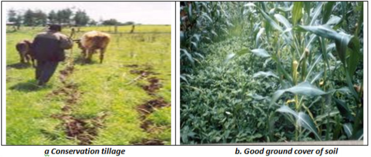 Lupinepublishers-openaccess-Agriculture