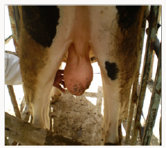 Lupinepublishers-openaccess-Dairy-Veterinaryscience