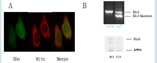 Click here to view Large Figure 7 Lupinepublishers-openaccess-drug-designing-journal