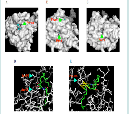 Click here to view Large Figure 10 Lupinepublishers-openaccess-drug-designing-journal