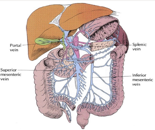 lupinepublishers-openaccess-journal-gastroenterology-hepatology